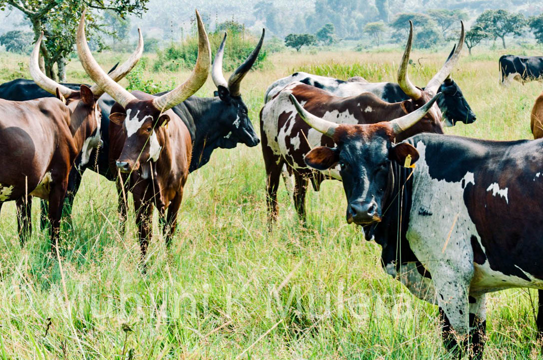 Rwamatego, Kanyonza and stories of a bull, blood and treachery - By Davis Ndyomugabe