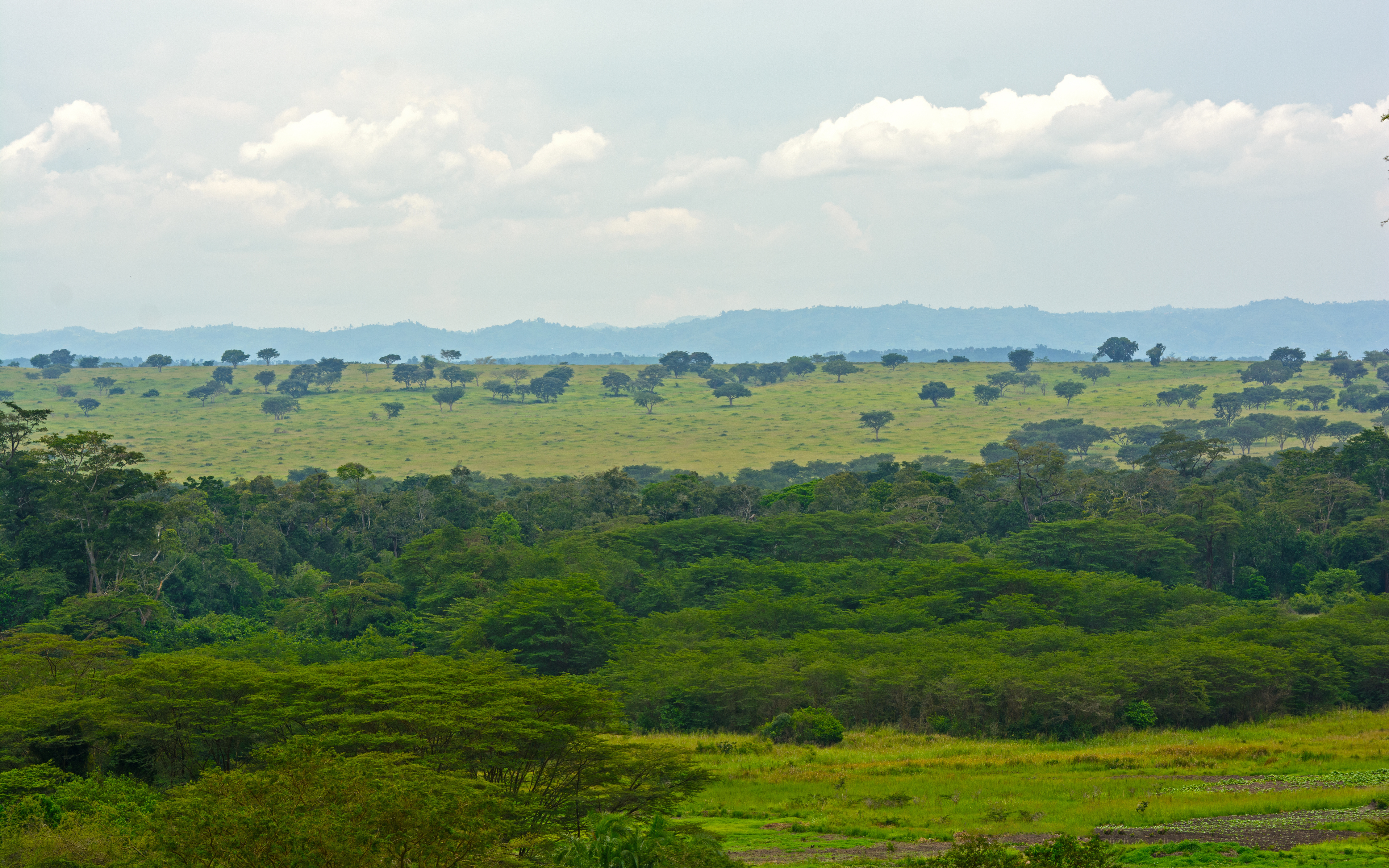 Forest and Savanna in Africa in the Ishasha Region of Queen Elizabeth National Park