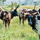 Rwamatego Kanyonza and stories of a bull blood and treachery - By Davis Ndyomugabe