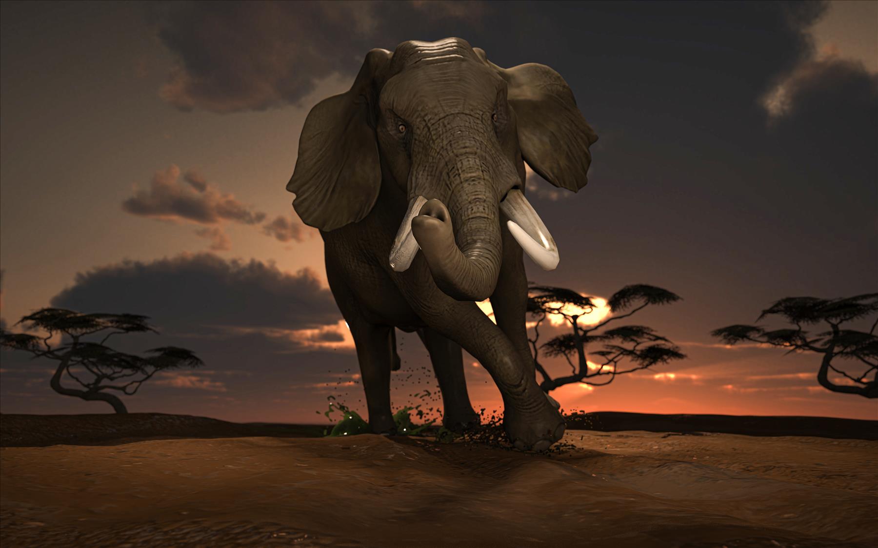 When two elephants fight …. a proverb revisited