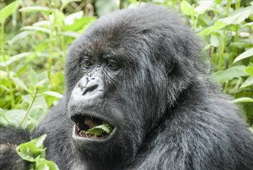 Gorilla tracking is an experience one should have at least once in a lifetime