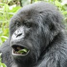 Gorilla tracking is an experience one should have at least once in a lifetime